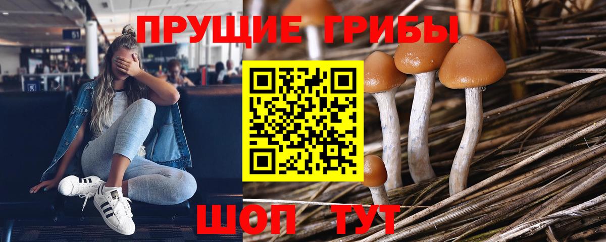 Галлюциногенные грибы мицелий  Вход с VPN  Губкинский  Галлюциногенные грибы Psilocybe 